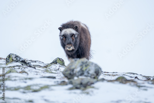 Beautiful portrait of a baby muskox in a snowy landscape between mountains in Norway looking at camera with a branch in its mouth with rocks, bushes and moss in the foreground in Europe