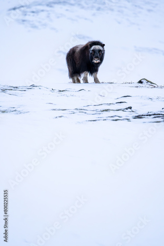 Beautiful vertical portrait of a baby musk ox in a snowy landscape between mountains in Norway looking at the camera with the white vastness and a rock with some moss in Europe