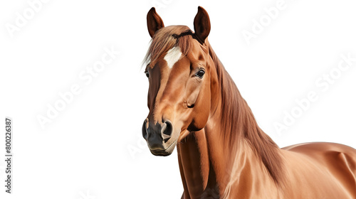 Cartoon brown horse set apart against a stark white background © drizzlingstarsstudio