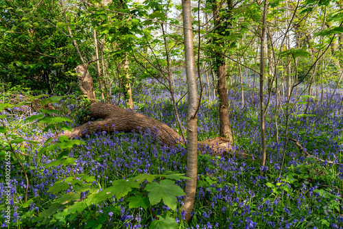 Bluebells at Bangor North Wales photo