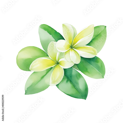 Watercolor Plumeria Flower