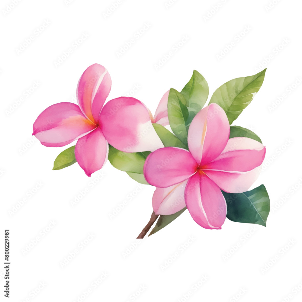 Watercolor Plumeria Flower Watercolor Plumeria Flower