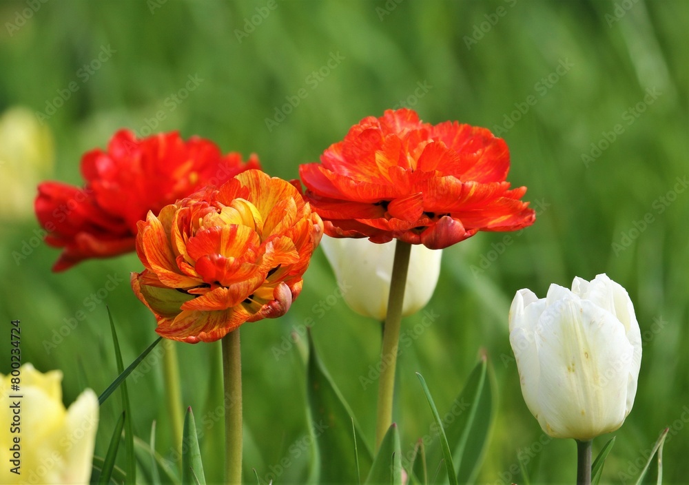 Spring landscape. Tulips of different colors grow on the field. Spring landscape. Tulips of different colors grow on the field.