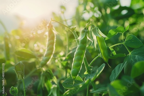 Green pea fields Ecological plant protein source Pea farming concept 4k footage photo