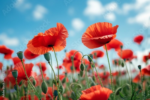 A field of vibrant red poppies swaying gently in the breeze under a clear blue sky