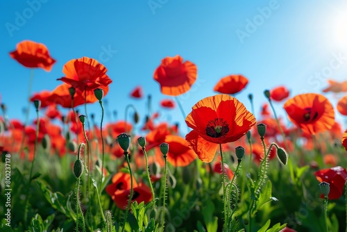 A field of vibrant red poppies swaying gently in the breeze under a clear blue sky