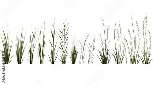 Various sketches of grass isolated against a stark white background