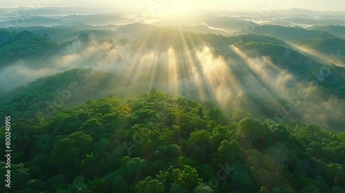 Sunlight filtering through lush green forest canopy  creating a mesmerizing natural spectacle