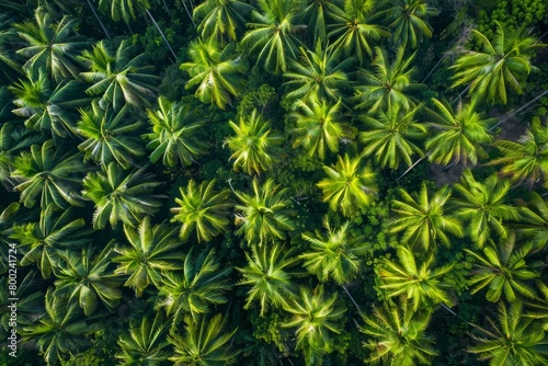 Indonesian Palm Plantation from the air