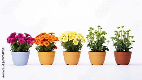 White background with isolated flower pots for decoration