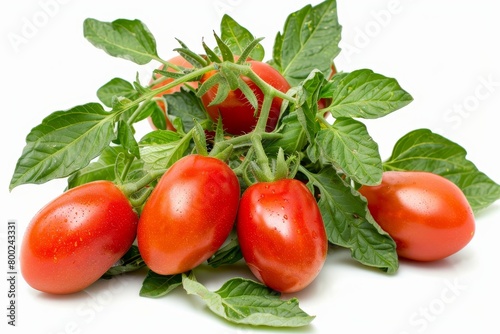 Isolated image of San Marzano plum or pomodoro tomato plant and leaves on white background photo