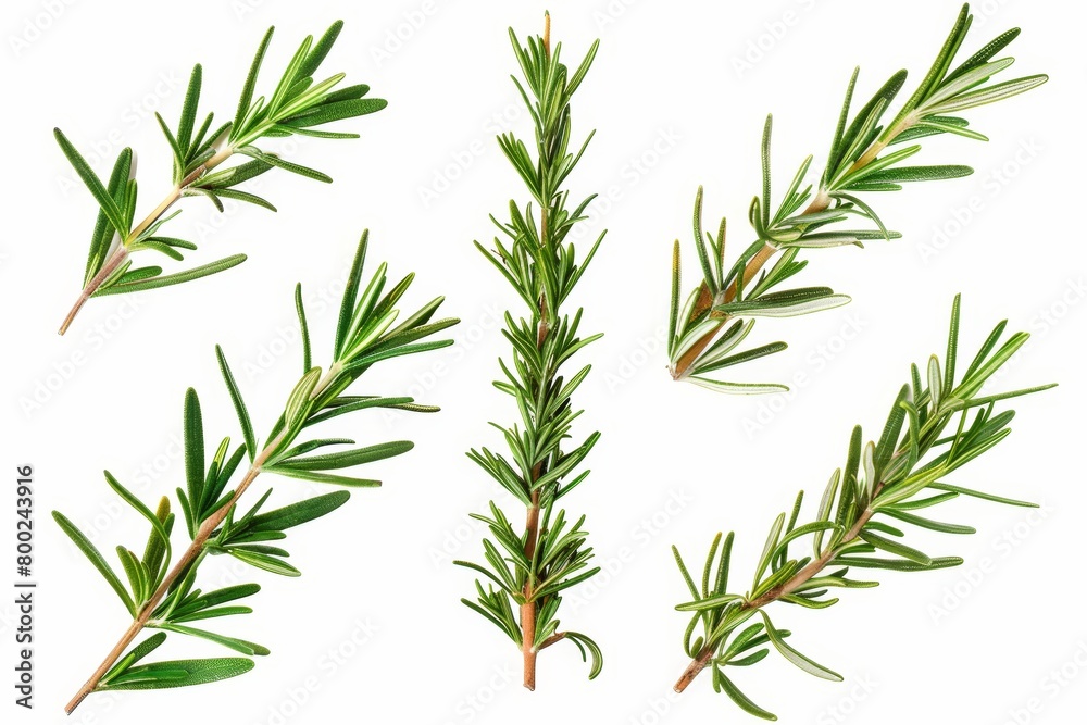 Fototapeta premium Isolated rosemary branches and leaves on white background Collector