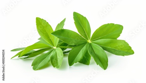 Isolated woodruff leaf on white background photo