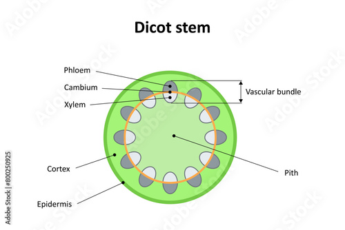 Internal structure of dicot stem. Diagram.