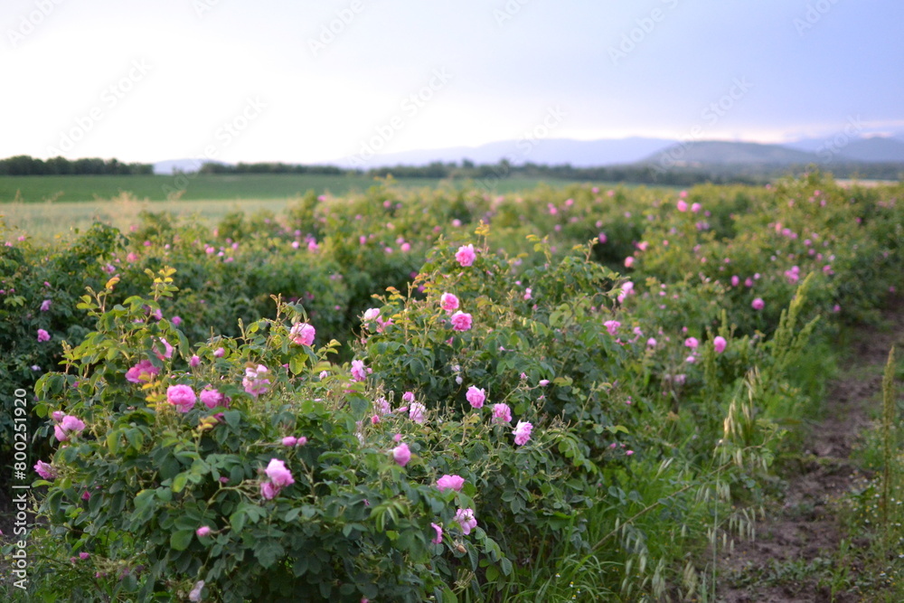 field of rose flowers in Balkan