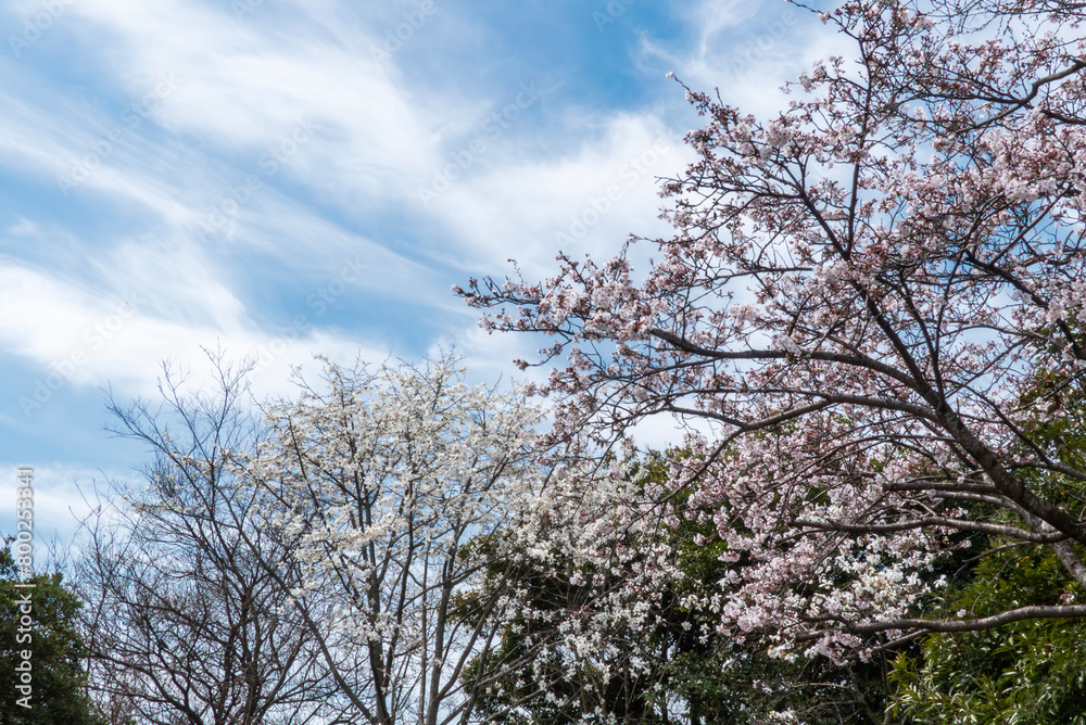 美しい桜の季節　公園の桜　滋賀県大津市衣川緑地公園