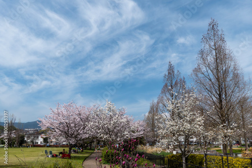 美しい桜の季節 公園の桜 滋賀県大津市衣川緑地公園