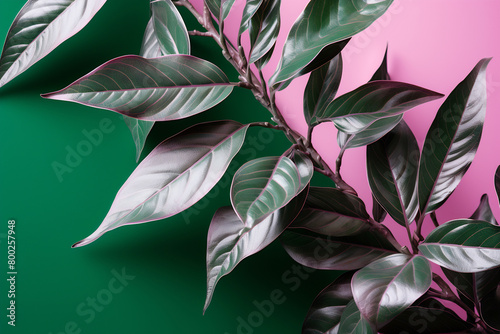 Green plant with leaves on pink and green background