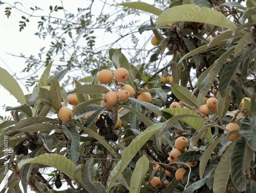 Green and ripening fruits of loquat (Eriobotrya japonica) or biwa, Spain photo
