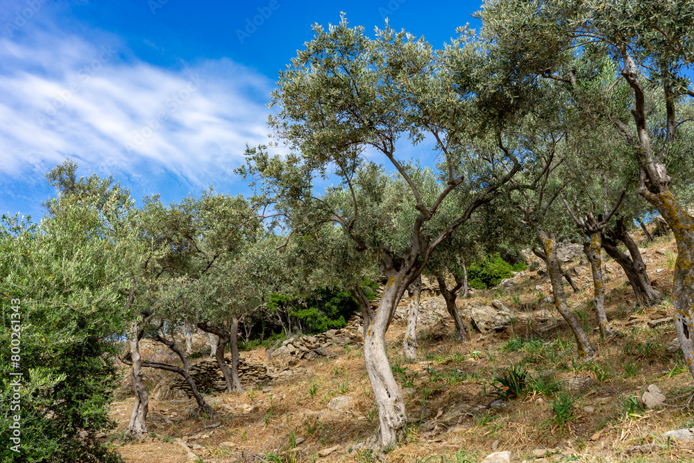 Olive Tree Plantation on Rocky Terrain in Lake Bafa.