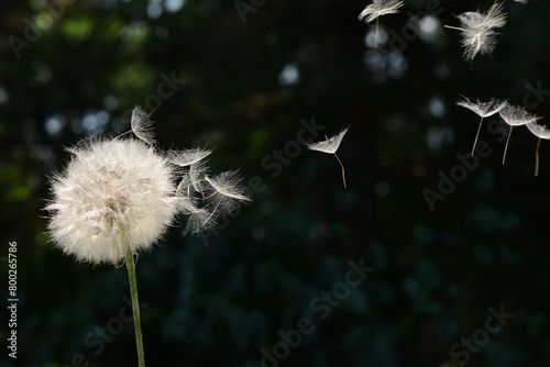 Pusteblume 2