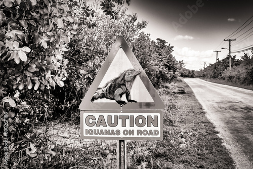 Road sign find on Little Cayman Island warning drivers of iguanas on the road photo