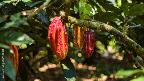 Big CN51 Red Cacao pod hanging on the tree