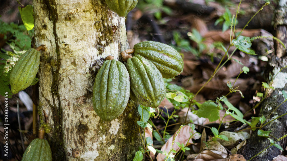 Trio of Chuncho Cacao hanging on the tree trunk Trio of Chuncho Cacao hanging on the tree trunk