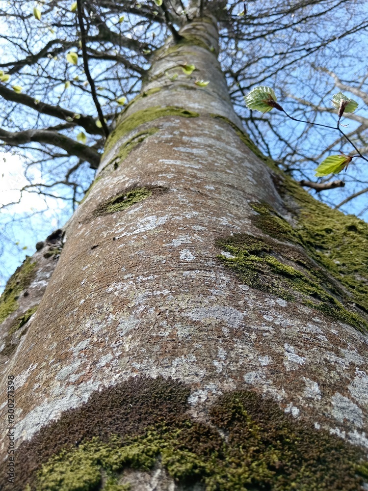 Fototapeta premium tree trunk extending into the blue sky on a sunny spring day