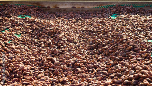 drying station of chuncho cacao beans