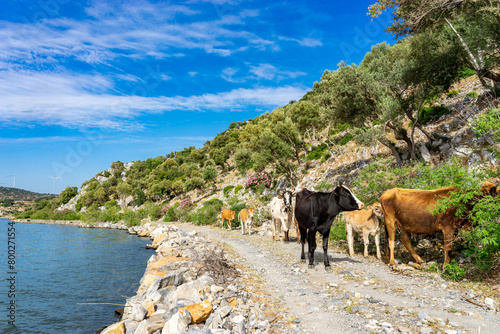 A Serene Lakeside in Turkey, Dotted with Cows Grazing Along the Shore, with Hills Gently Rising in the Distance photo