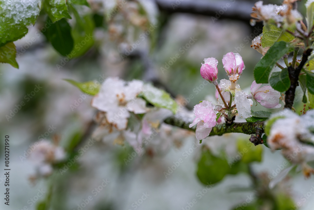 Snow on the cherry blossoms on the tree. Snow on the cherry blossoms on the tree.