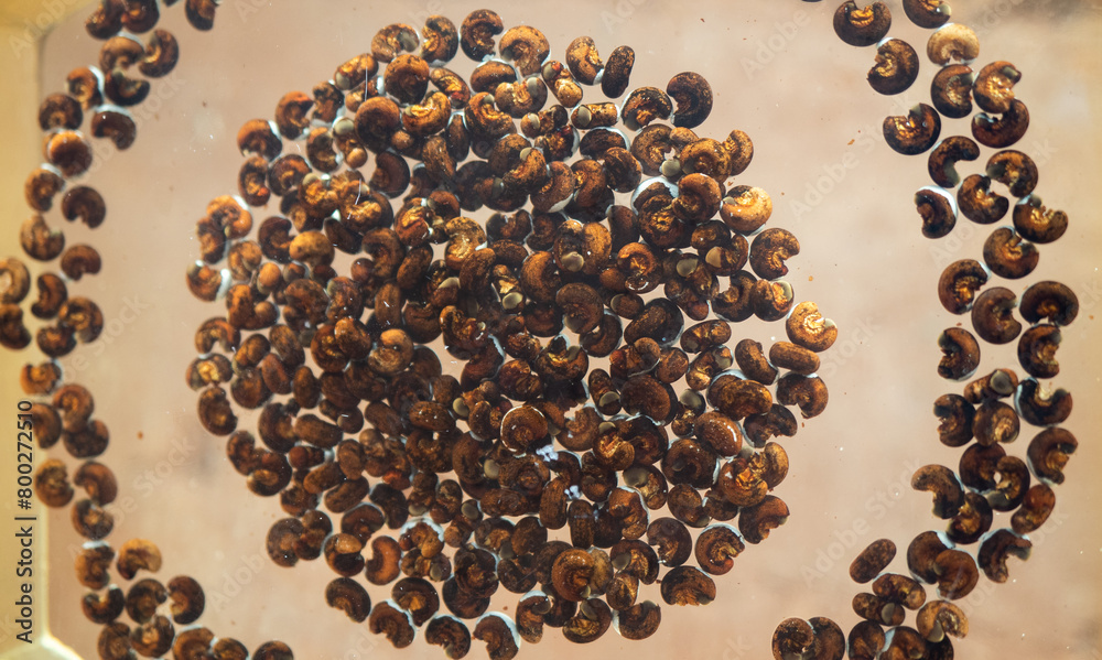 tree seeds close up tree seeds close up