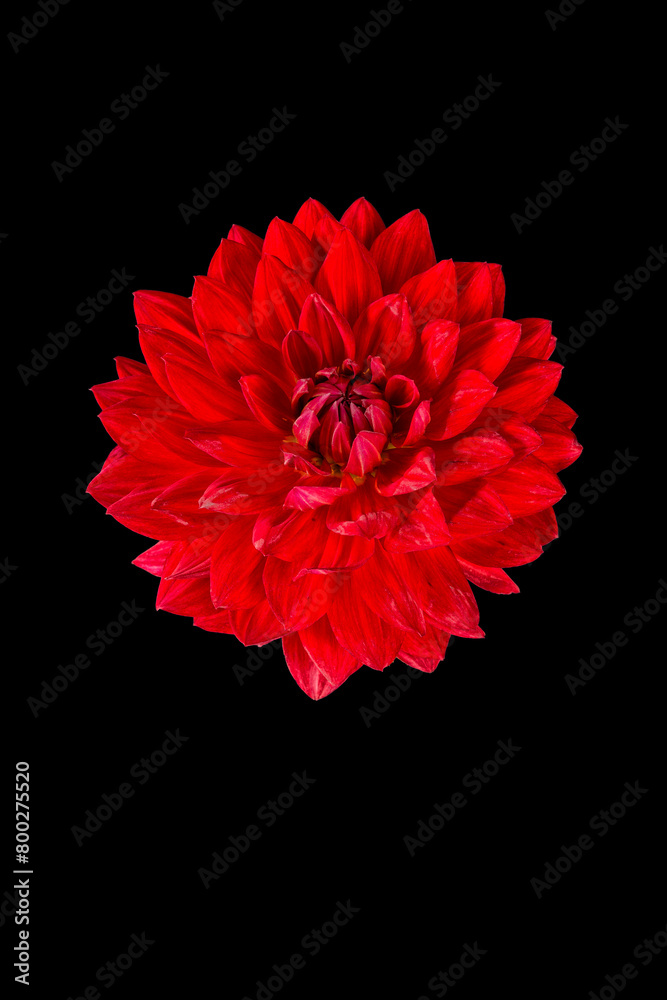 Vibrant red Dahlia bloom against a black backdrop Vibrant red Dahlia bloom against a black backdrop