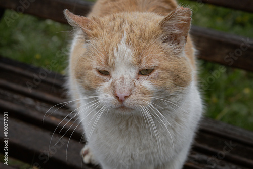 Kyiv, Ukraine. April 18, 2024. a cat walks outside during the rain. a white and red very gentle cat that walks alone on the street