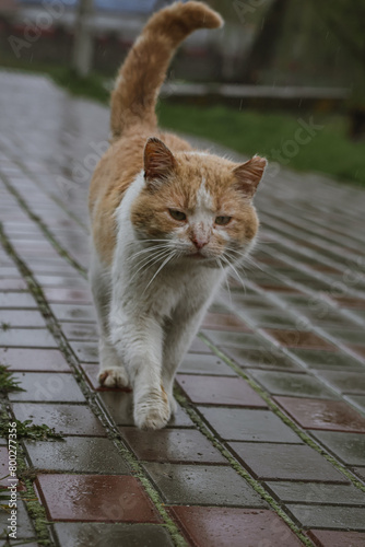 Kyiv, Ukraine. April 18, 2024. a cat walks outside during the rain. a white and red very gentle cat that walks alone on the street