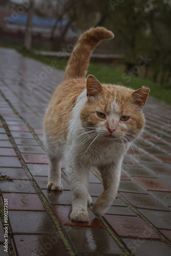 Kyiv, Ukraine. April 18, 2024. a cat walks outside during the rain. a white and red very gentle cat that walks alone on the street