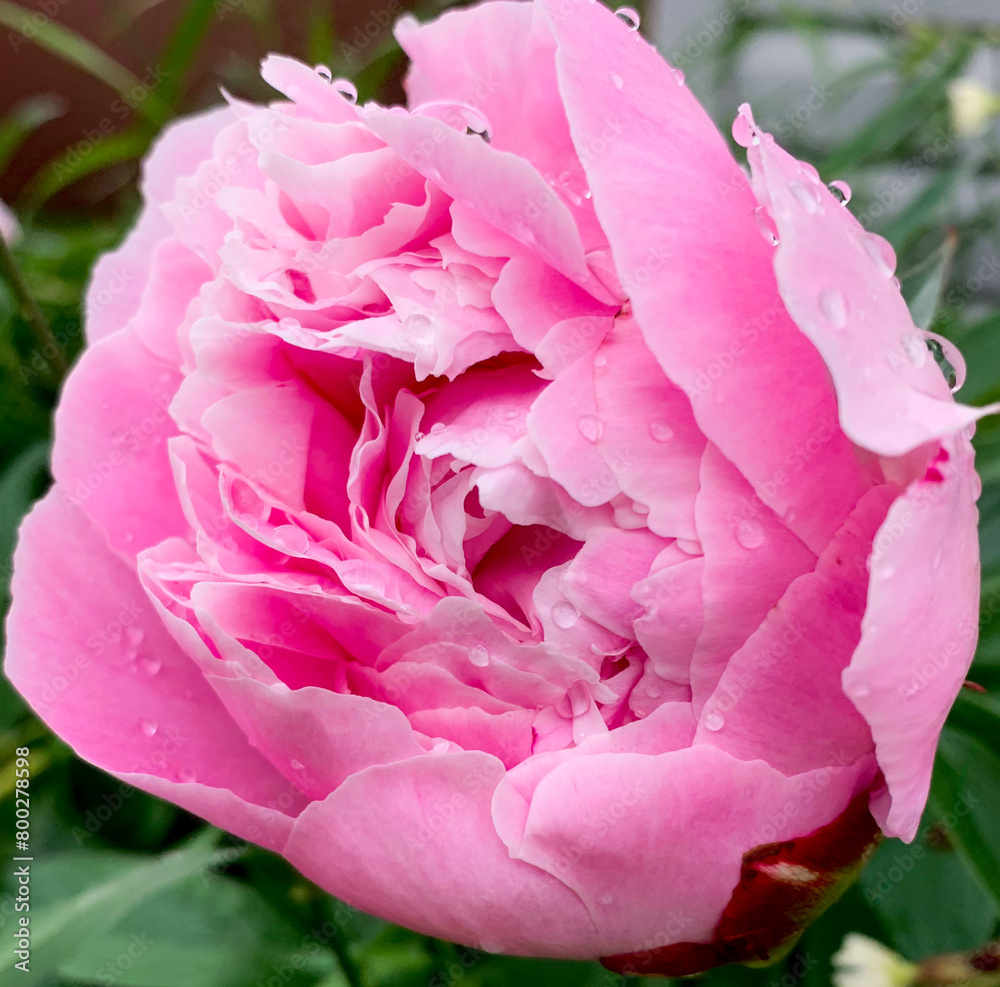 A pink rose, as fresh and pure it could be.
