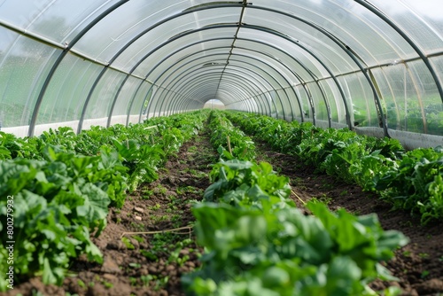 Poly tunnels used for farming vegetables and fruits