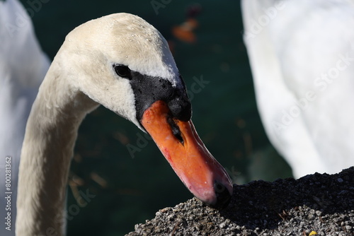 Swan at Lake Eola Park photo