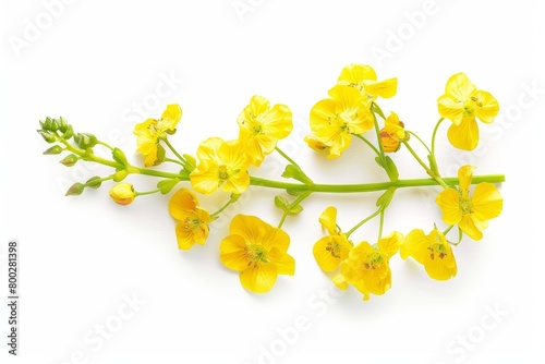 Rapeseed flowers on white background top view