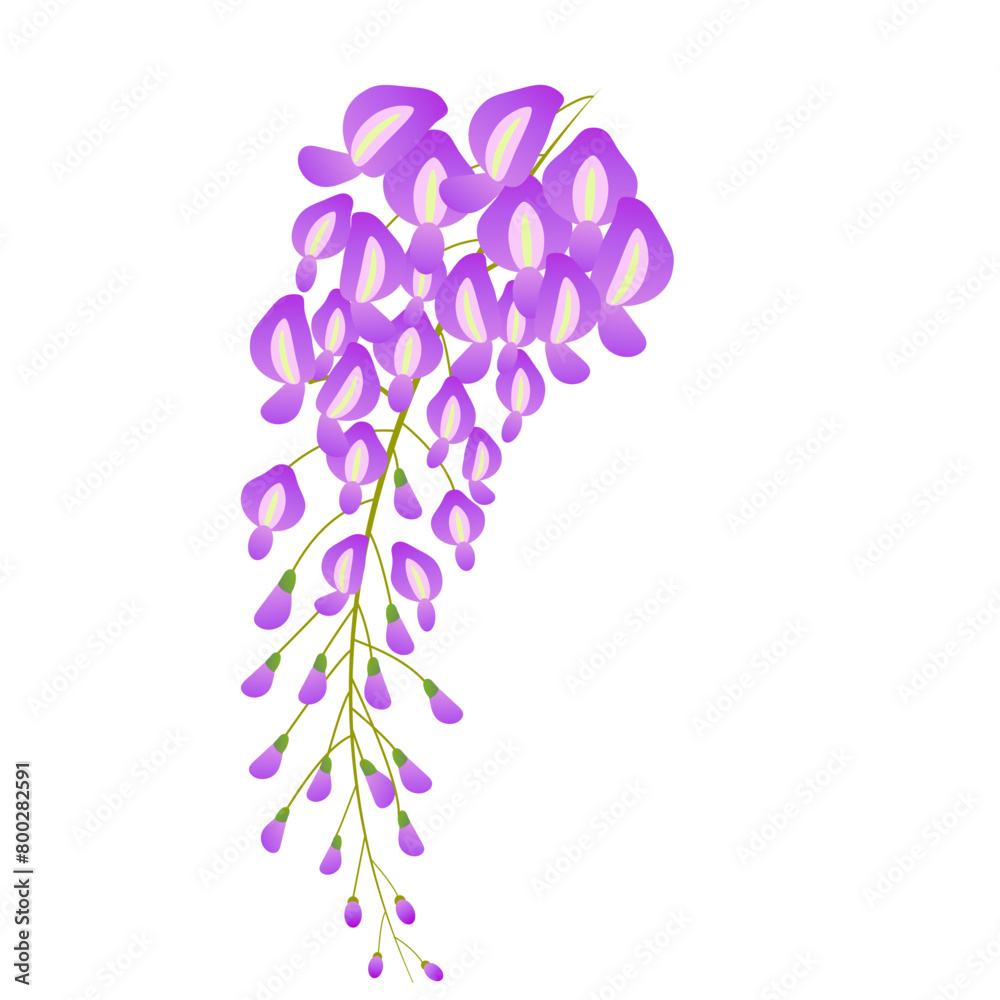 Fototapeta premium wisteria flower vector illustration