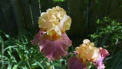 Closeup view of pink and peach colored, Iris barbatula flower in bloom. Clip A photo