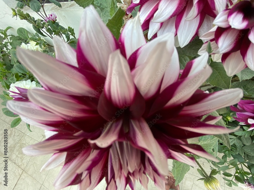 flowers,plant,white,pink,nature