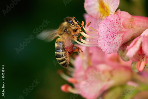 Schwirrende Biene (Westliche Honigbiene - Apis mellifera) an der roten Blüte einer Fleischroten Rosskastanie (Aesculus x carnea) in Deutschland photo