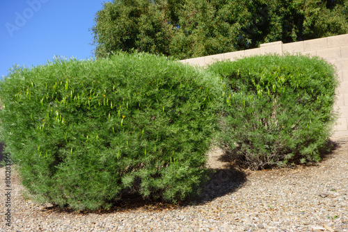 Australian native Feathery Cassia or Sive Senna (Senna Artemisioides) as informal hedge used in desert style xeriscaping in Phoenix, Arizona photo