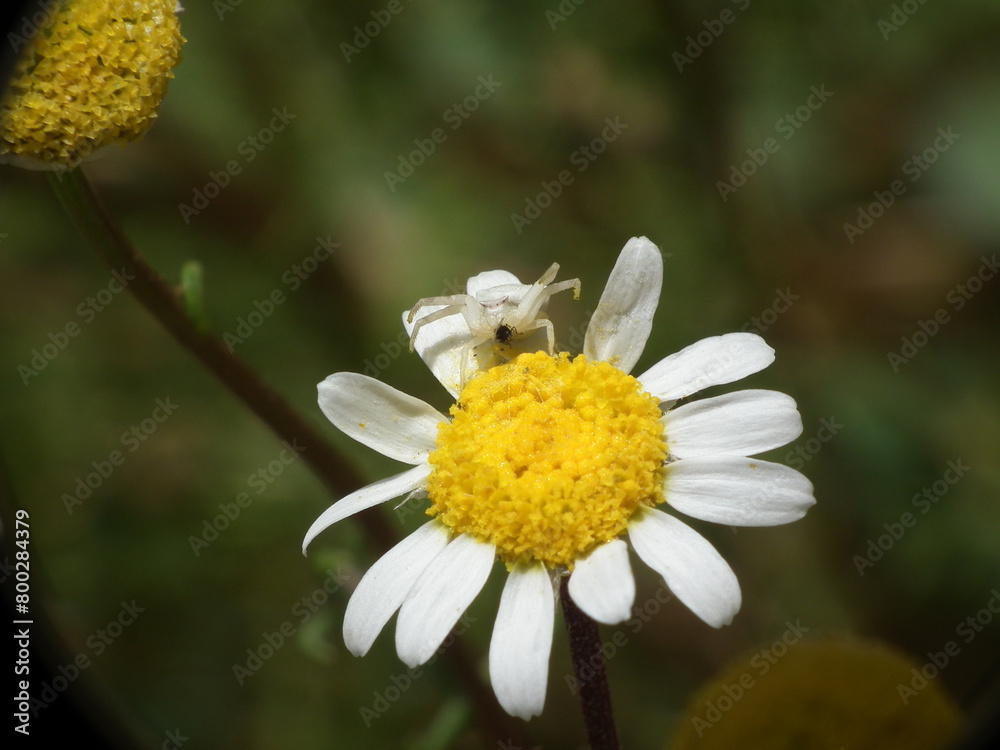 Fototapeta premium Ragno