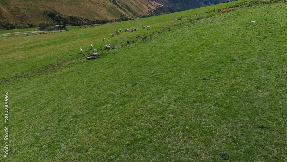 Flock of sheep gather on green grassy hillside to graze, New Zealand Flock of sheep gather on green grassy hillside to graze, New Zealand