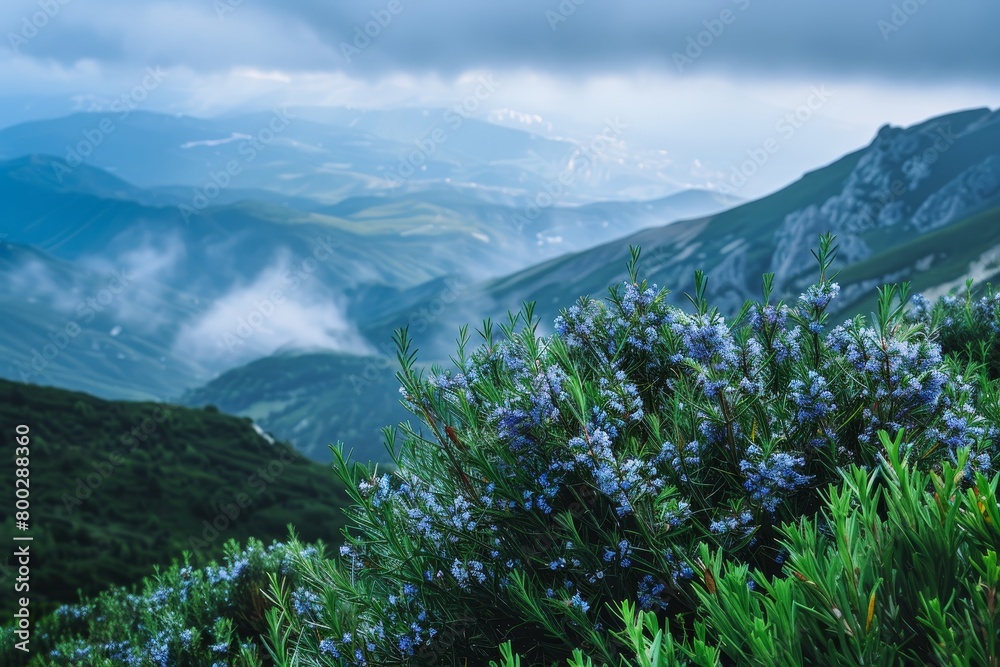 Obraz premium Rosemary bush growing in the wild mountains