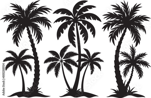 Set of palm trees silhouettes isolated on white background. Vector illustration.